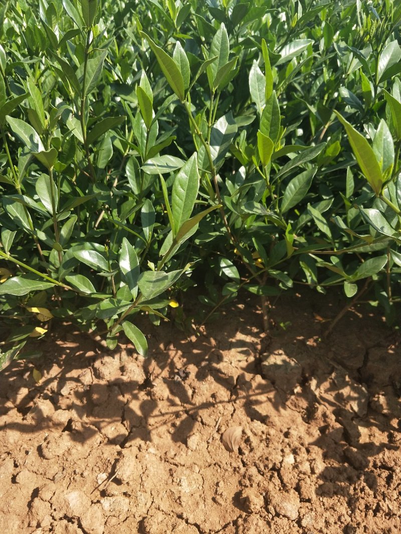 【栀子花苗】小叶栀子花杯苗，栀子花地苗，小叶栀，工程用苗
