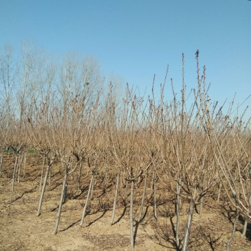 4到5公分樱花树