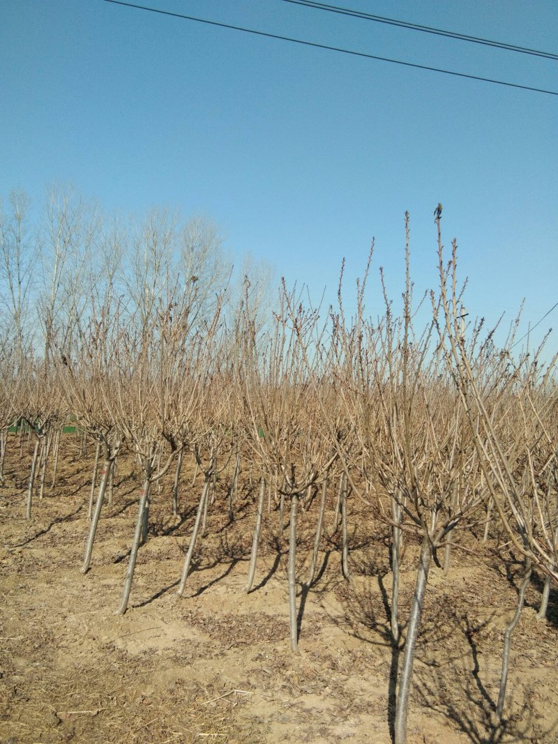 4到5公分樱花树