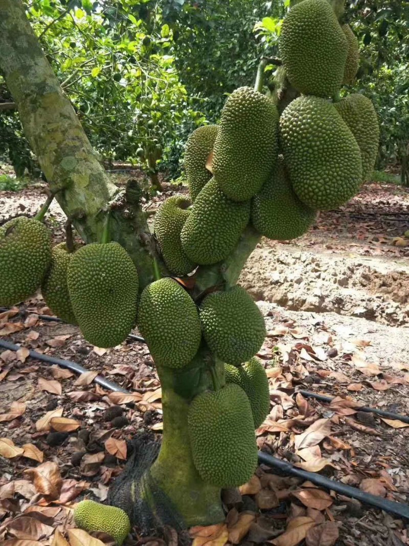 海南精品榴莲蜜