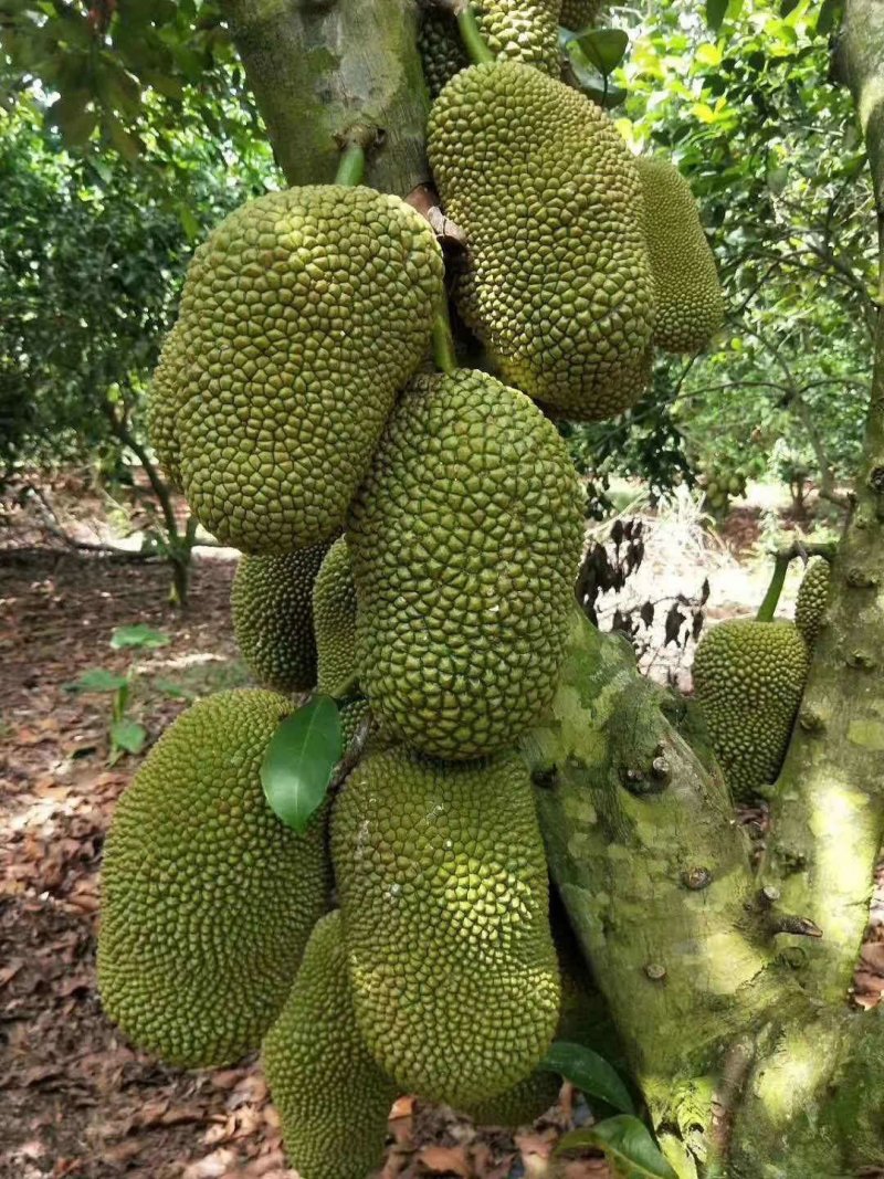 海南精品榴莲蜜