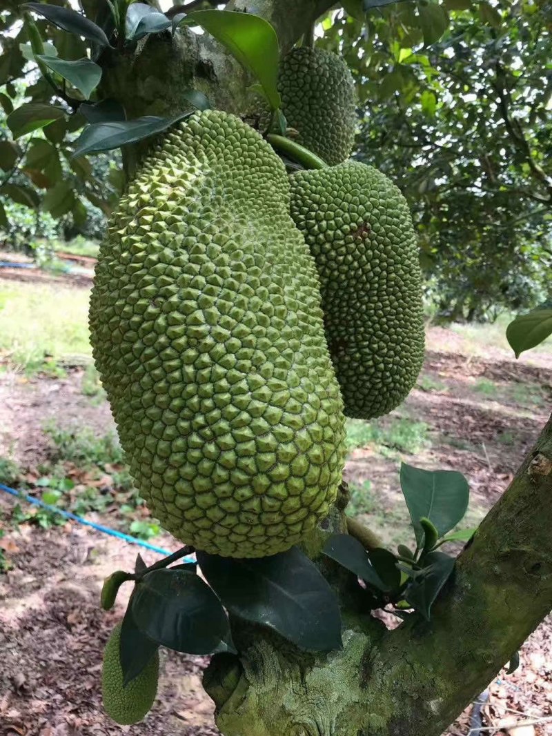 海南精品榴莲蜜