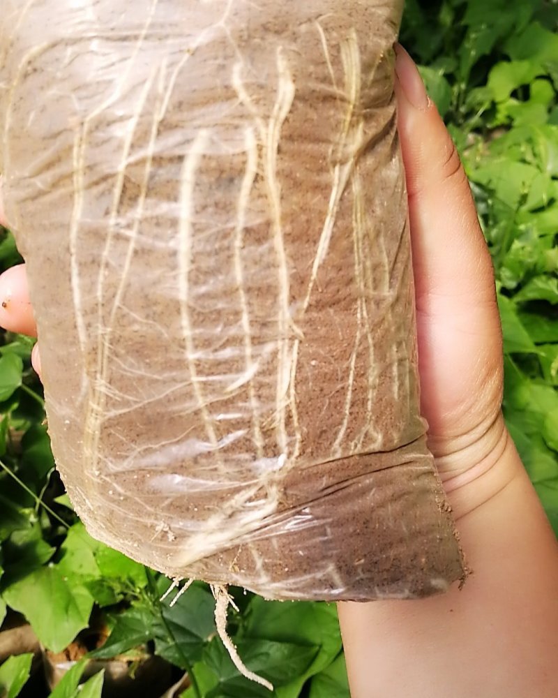 精品佛手瓜种苗，亩产3万斤左右山东瓜，精品货