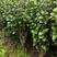 3公分茶花树，工地苗，绿化苗，