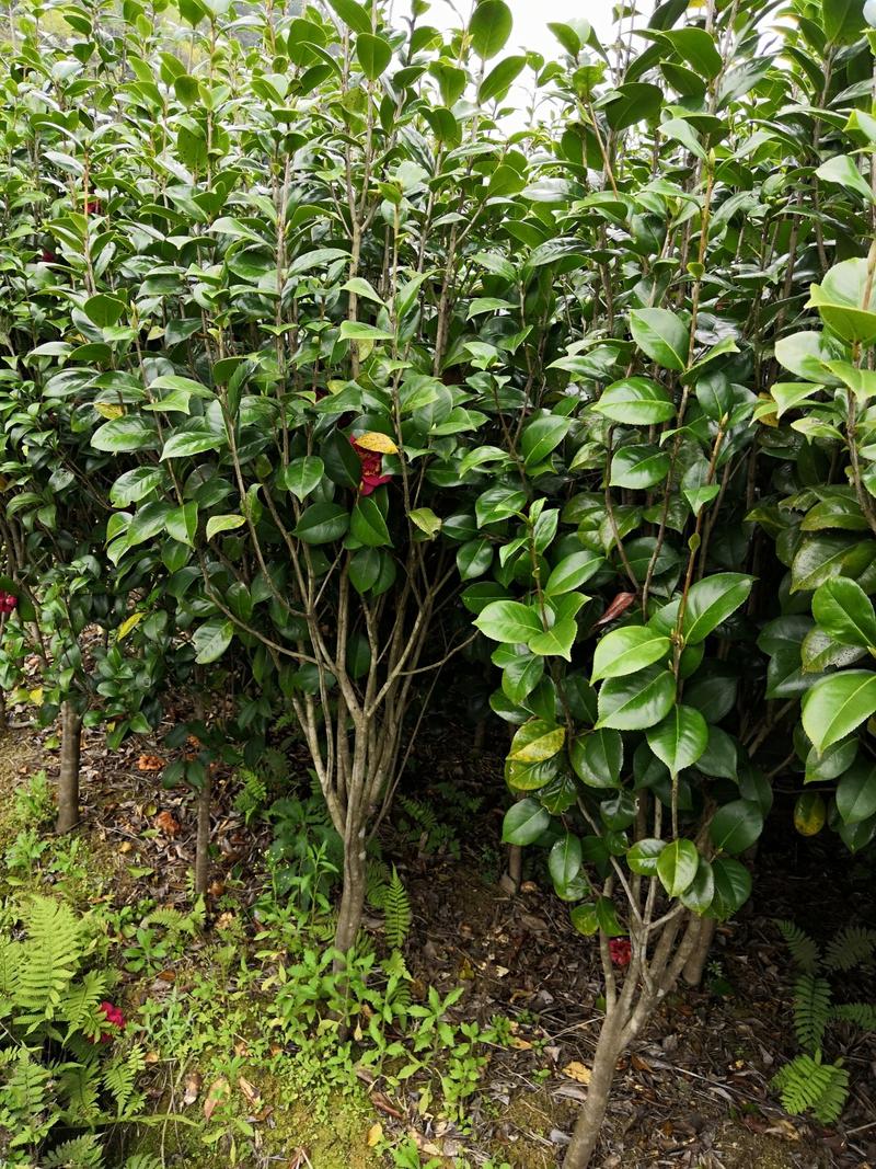 3公分茶花树，工地苗，绿化苗，