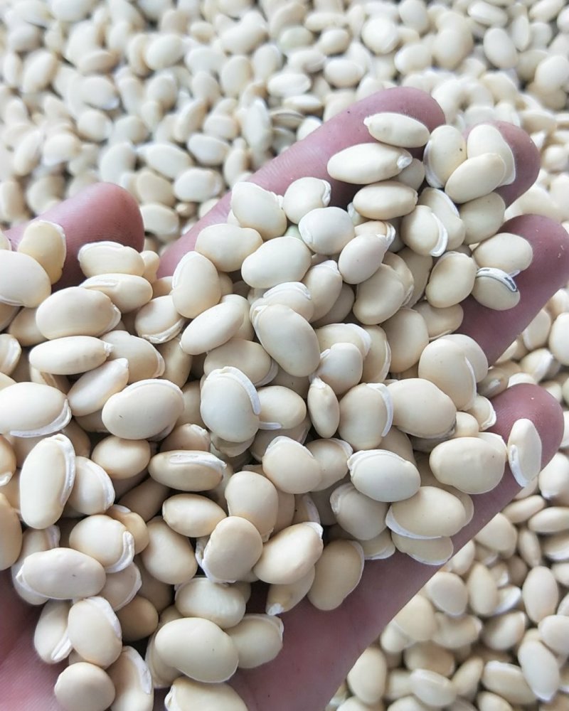 白扁豆扁豆供应上千种中药材批发零售量大从优