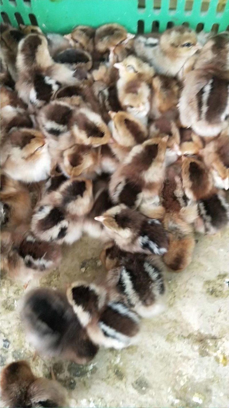 良凤花鸡苗，存活率高，养得好，包打进口疫苗马立克