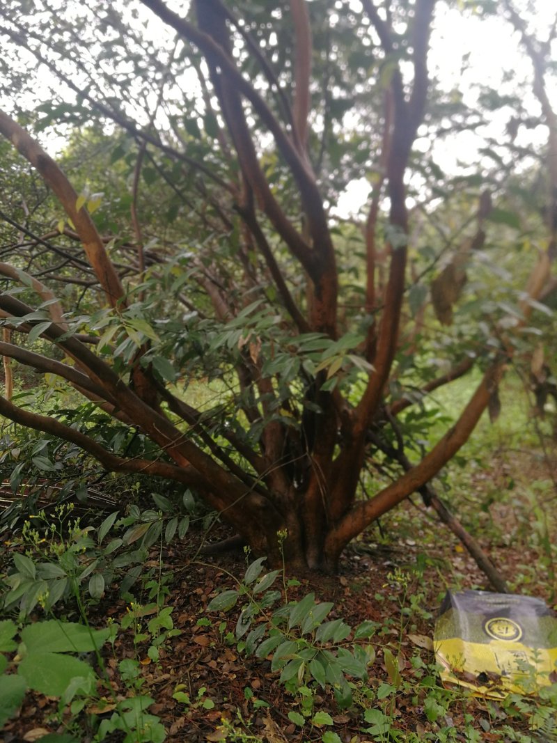 油茶树老树