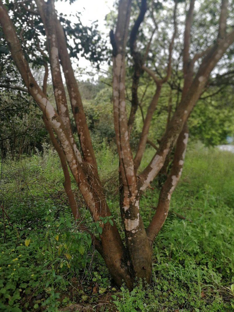 油茶树老树