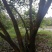 油茶树老树
