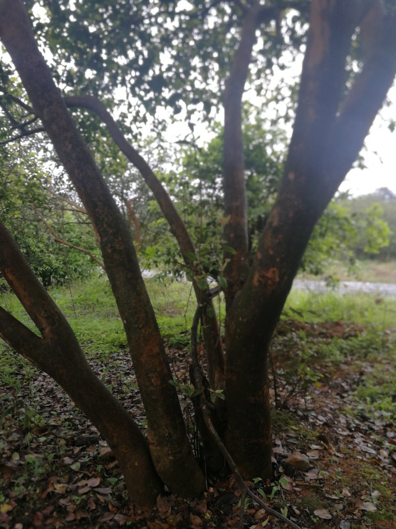 油茶树老树