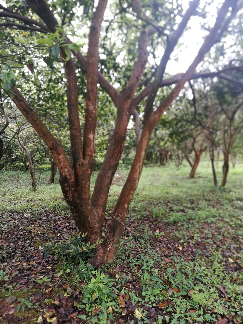 油茶树老树