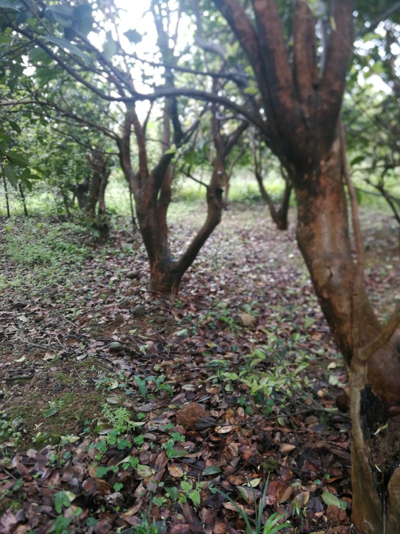 油茶树老树