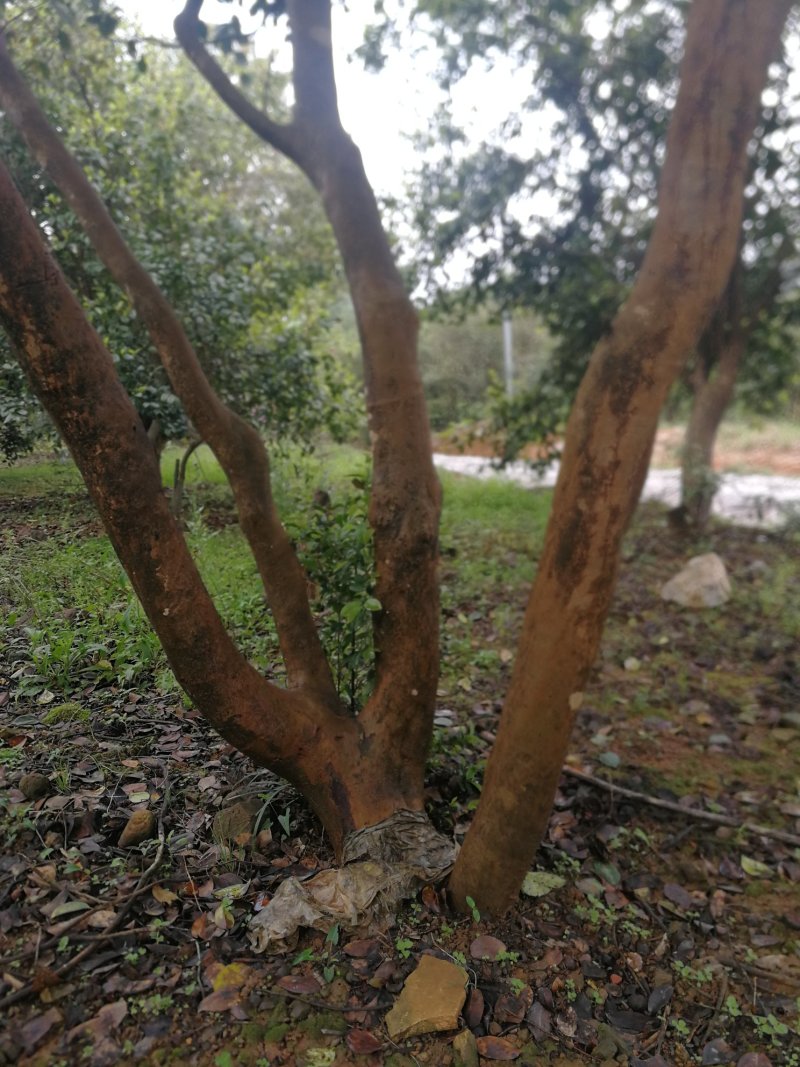 油茶树老树
