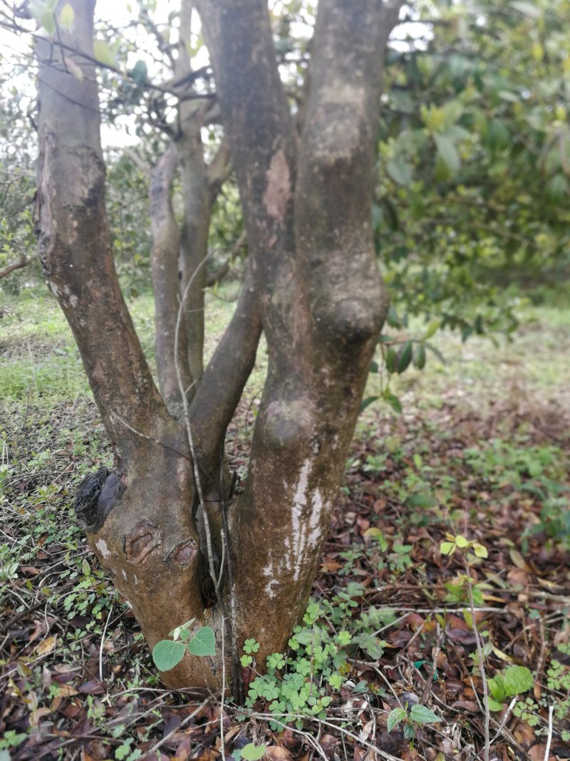 油茶树老树