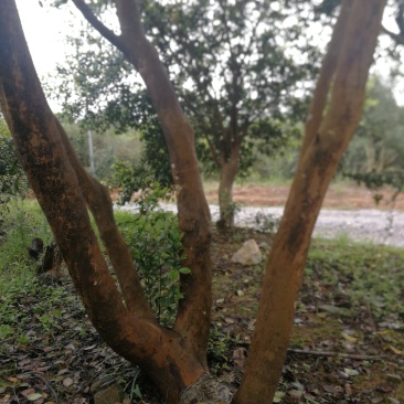 油茶树老树