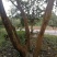 油茶树老树