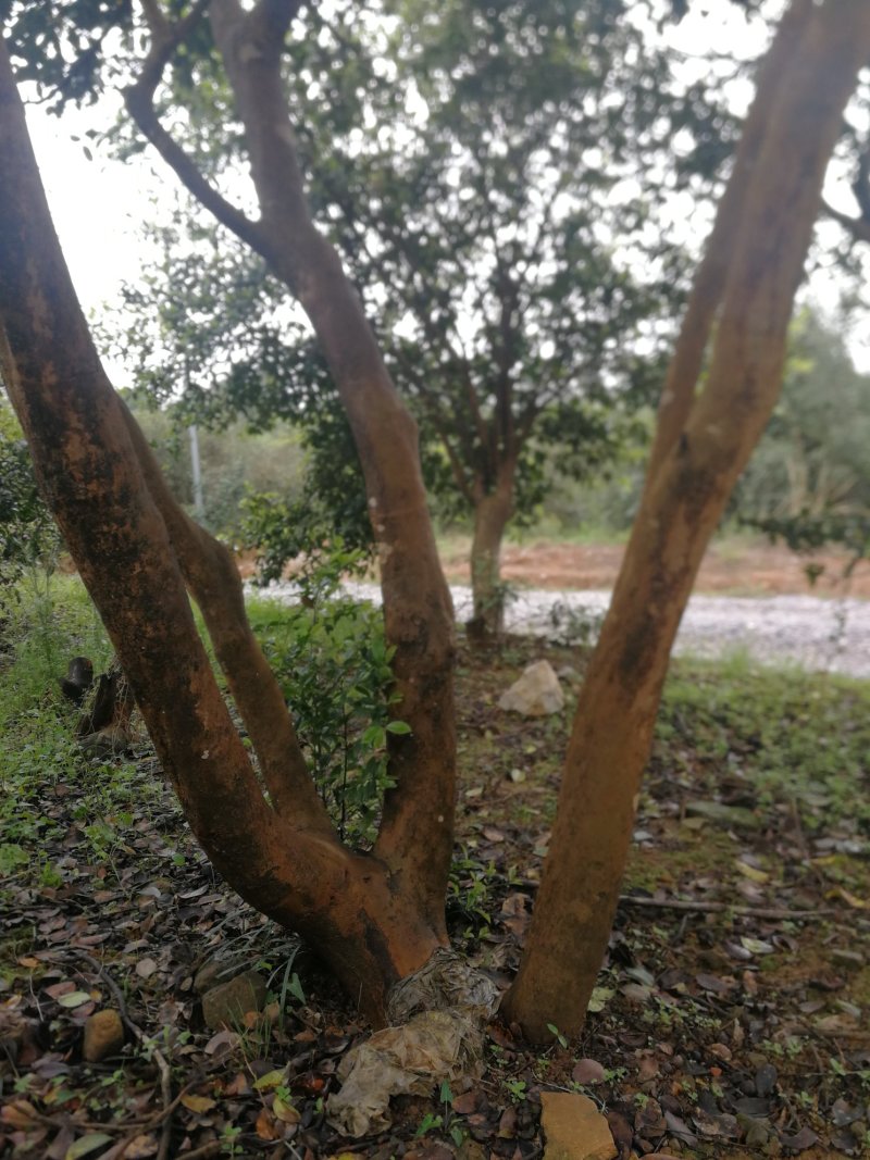 油茶树老树