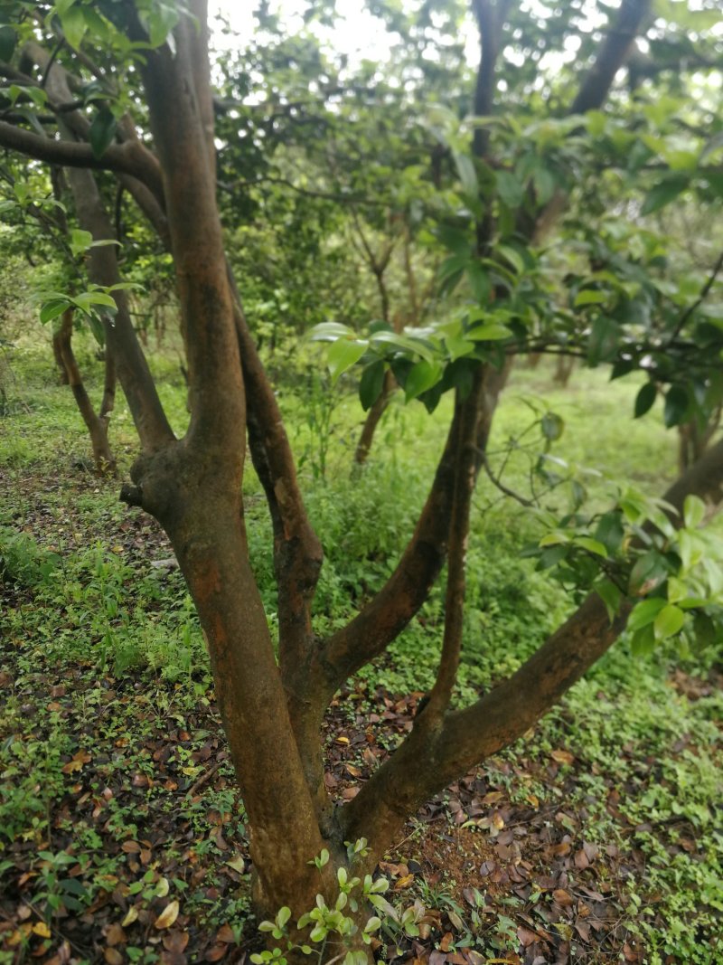 油茶树老树