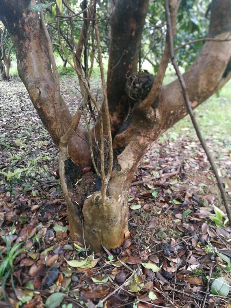油茶树老树