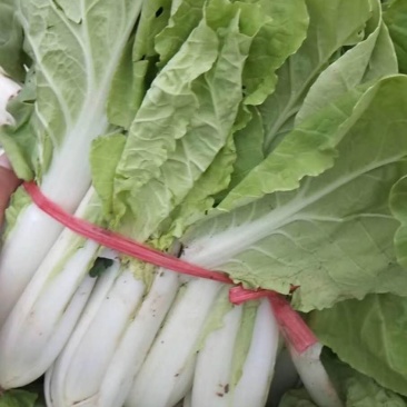叶子菜