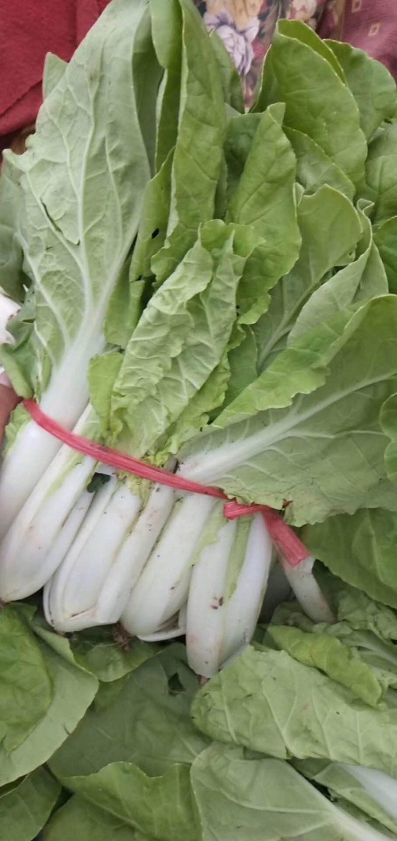 叶子菜