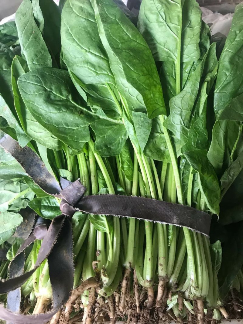 叶子菜
