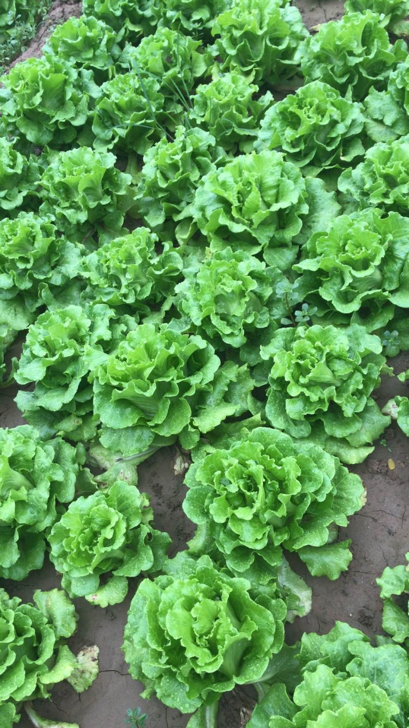 叶子菜