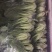 叶子菜