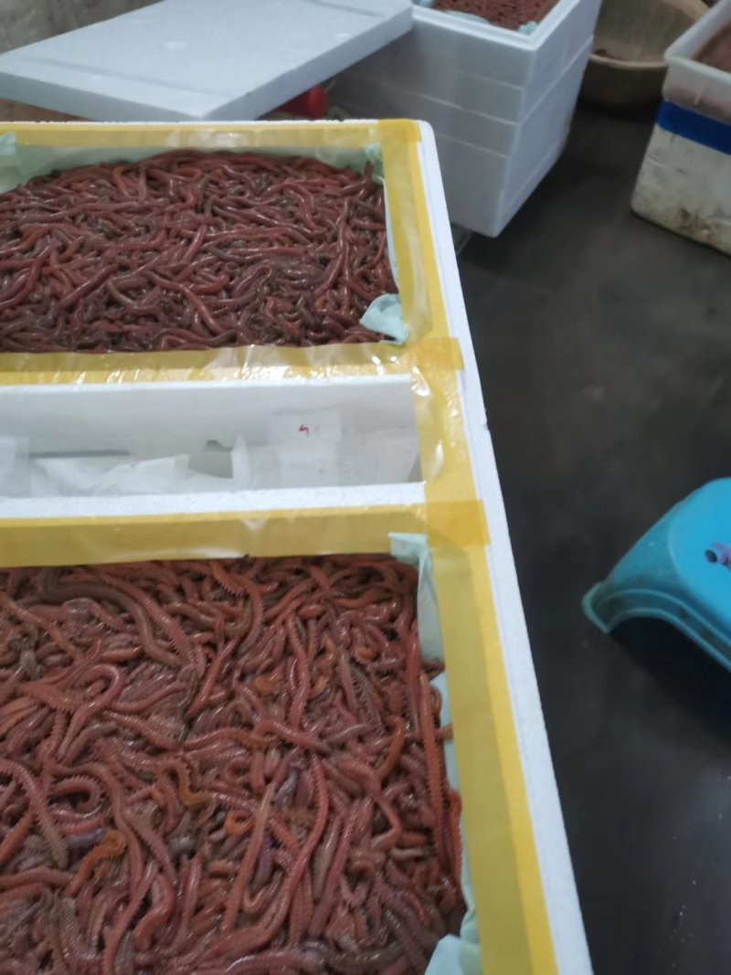 钓鱼虫&母虾饵料虫大量批发！