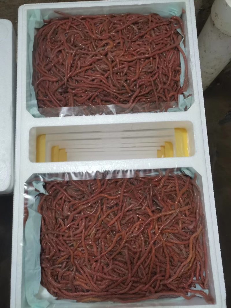 钓鱼虫&母虾饵料虫大量批发！