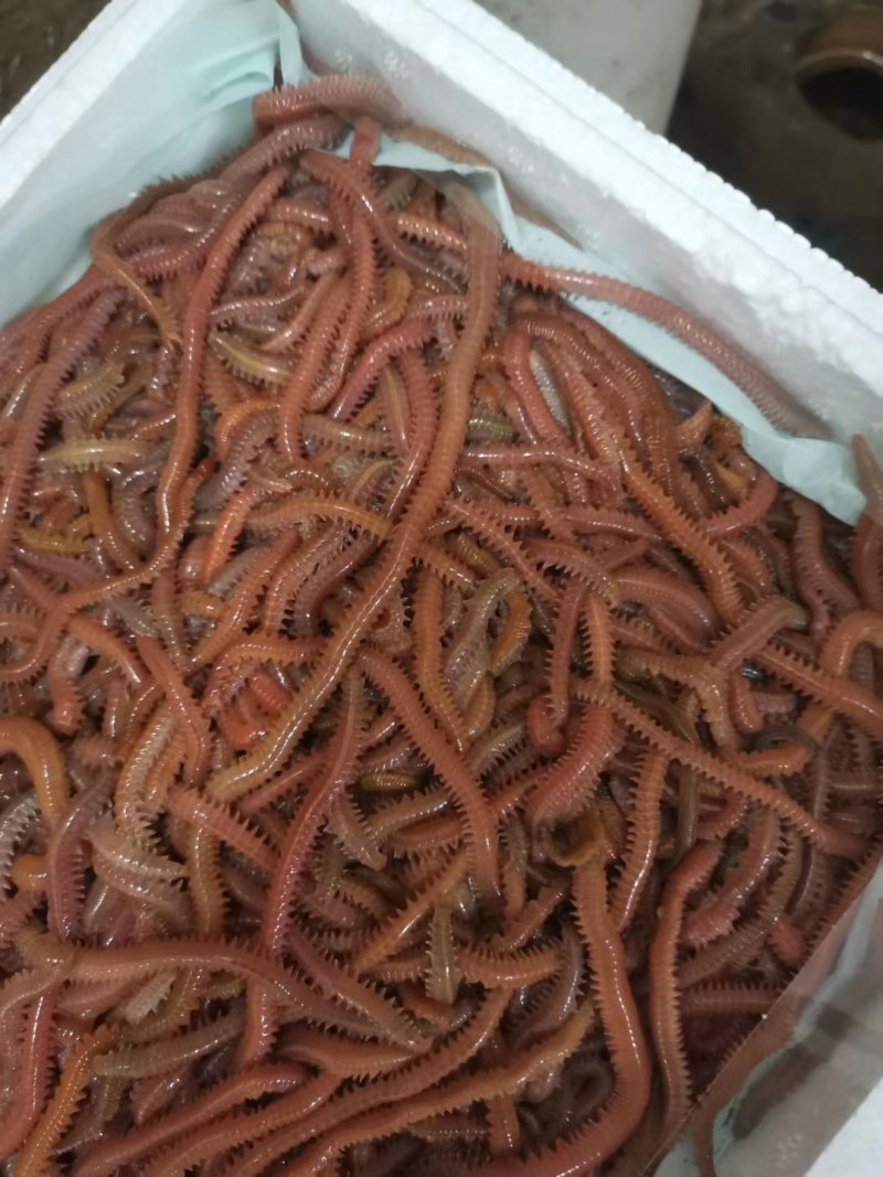 钓鱼虫&母虾饵料虫大量批发！