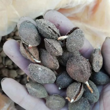 沙藏好的山杏种子，大量有货，