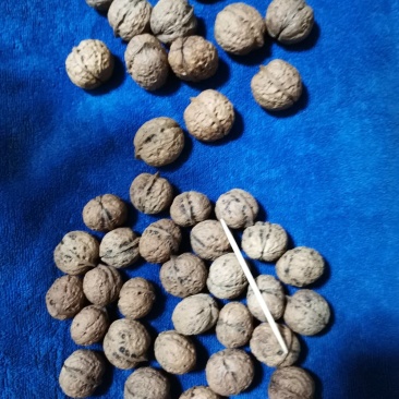 云南大麻子，核桃