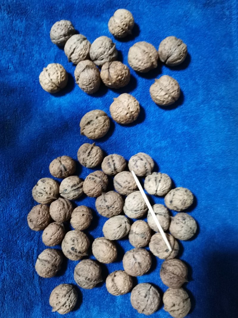 云南大麻子，核桃