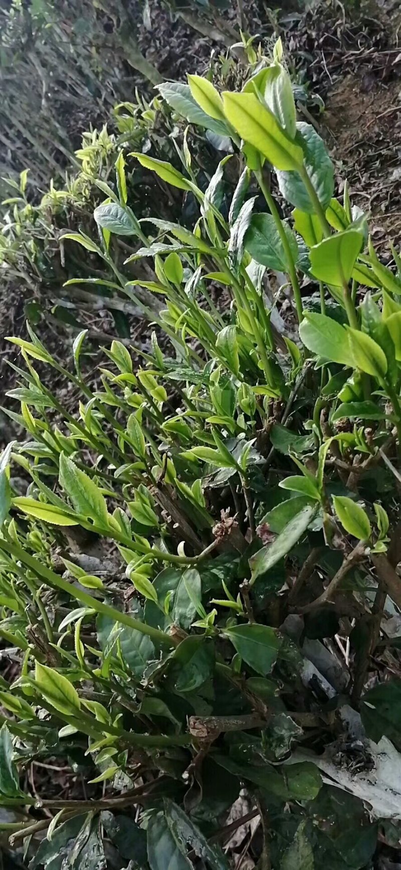 碧螺春茶农自产自销