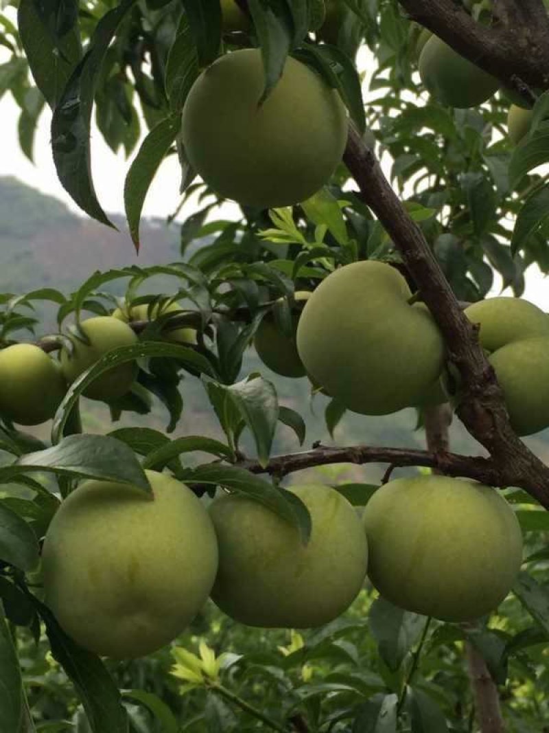 青脆李子树苗自家嫁接的树苗品种保纯