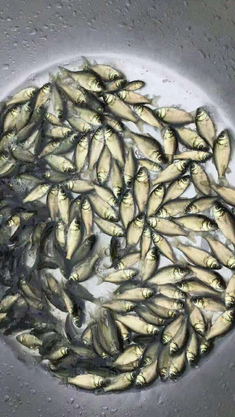 快大型鲫鱼苗