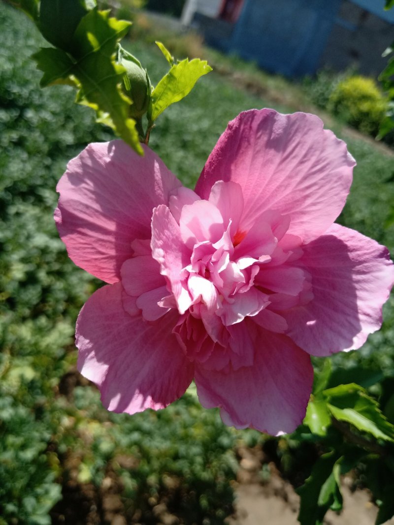 木槿