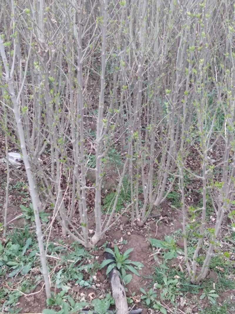 木槿