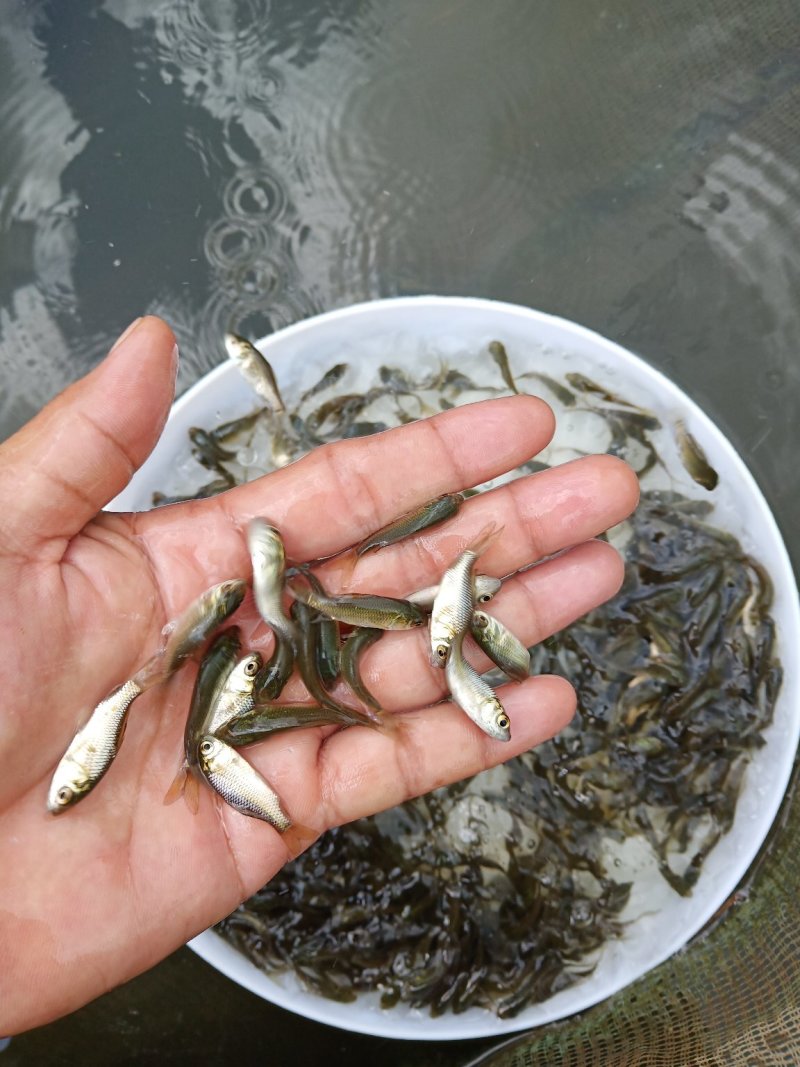 快大型鲫鱼苗