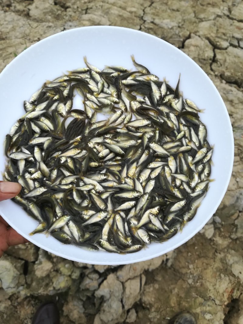 快大型鲫鱼苗