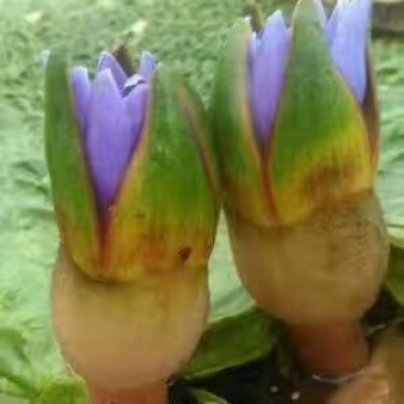 芡实