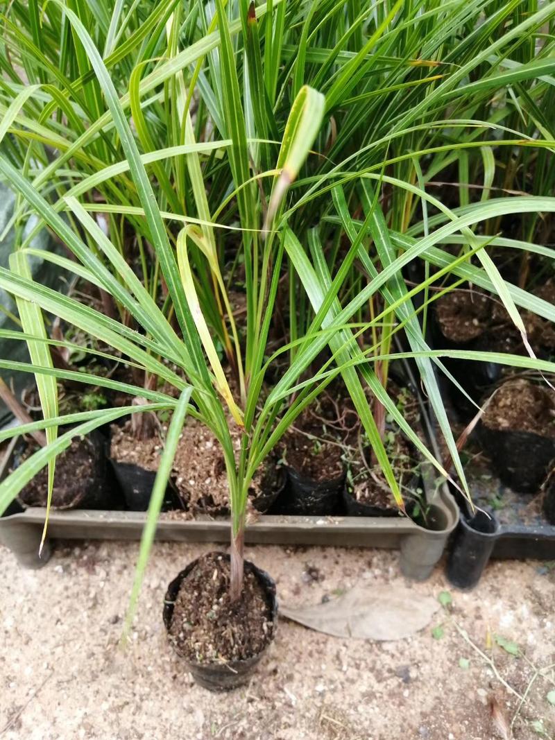 三角椰子苗棕榈科植物园林绿化苗木