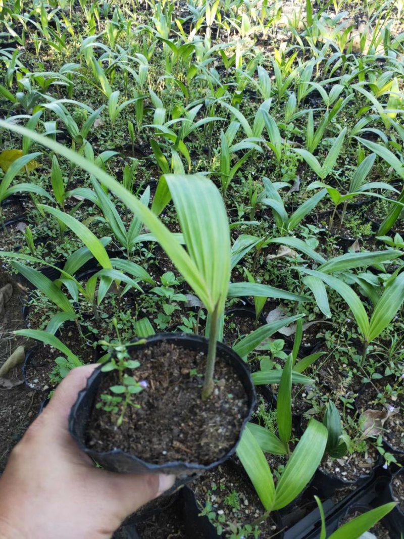 三角椰子苗棕榈科植物园林绿化苗木