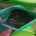 野生藤茶2020年新茶