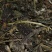 野生藤茶2020年新茶