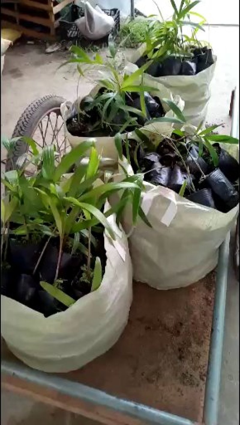 基地直销三药槟榔苗棕榈科常绿植物园林绿化苗木