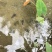 山坑螺