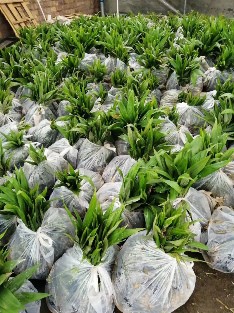 基地直销三药槟榔苗棕榈科常绿植物园林绿化苗木